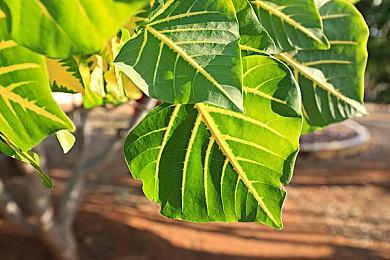 《英雄传说 黎之轨迹2》新截图公布 10月27日发售